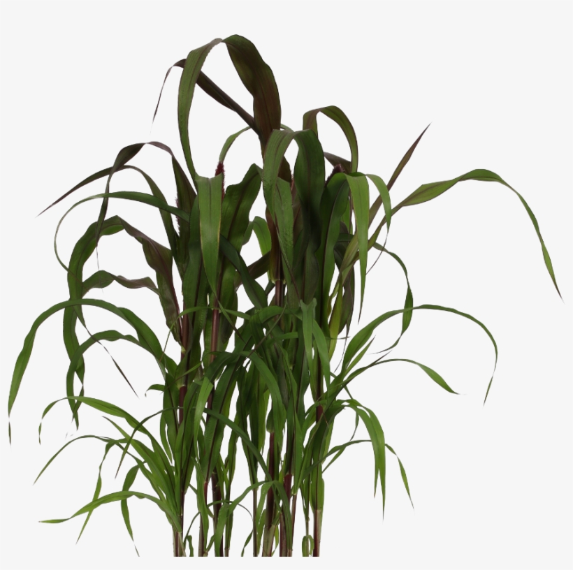 Pennisetum - Grass, transparent png #1356795