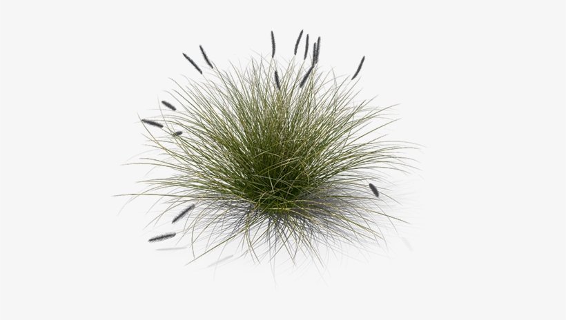 Product Item - Pennisetum Grass Top View Png, transparent png #1356847