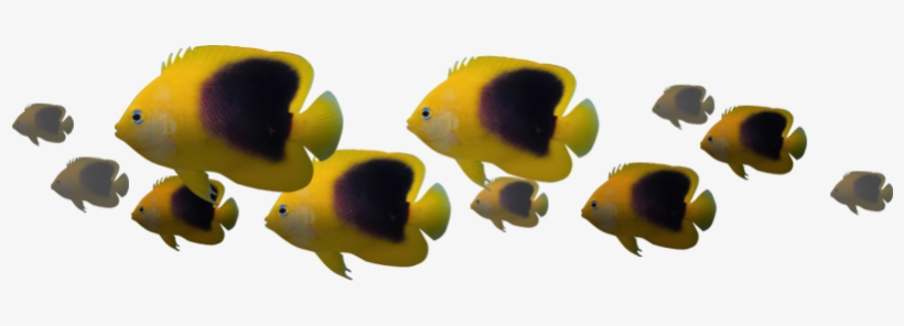 An Underwater Dining Adventure - Aquarium Png, transparent png #1356868