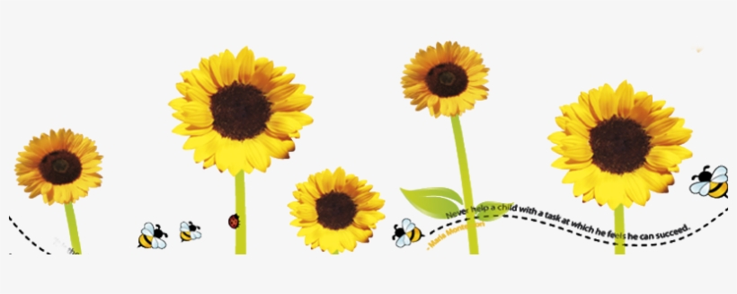 Sunflower Flower Free Png Transparent Images Free Download - Sunflower, transparent png #1356873