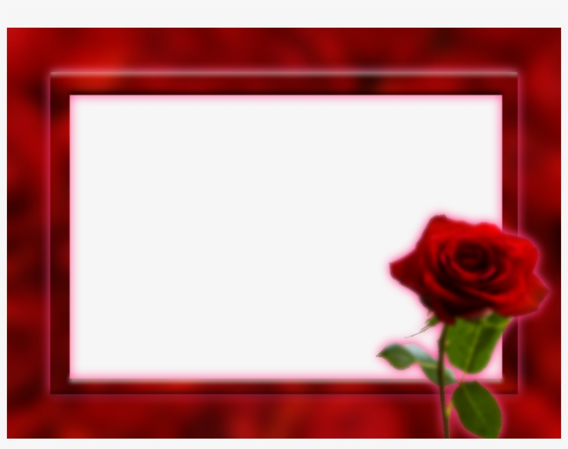 Phtoframe Background Png Clipart Garden Roses Picture - Png Images Rose Background, transparent png #1357255