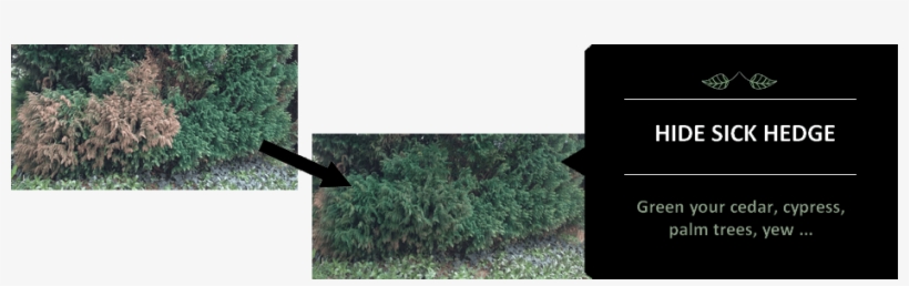 Peinture Pour Gazon Tendance Herb - Peinture Gazon, transparent png #1357257