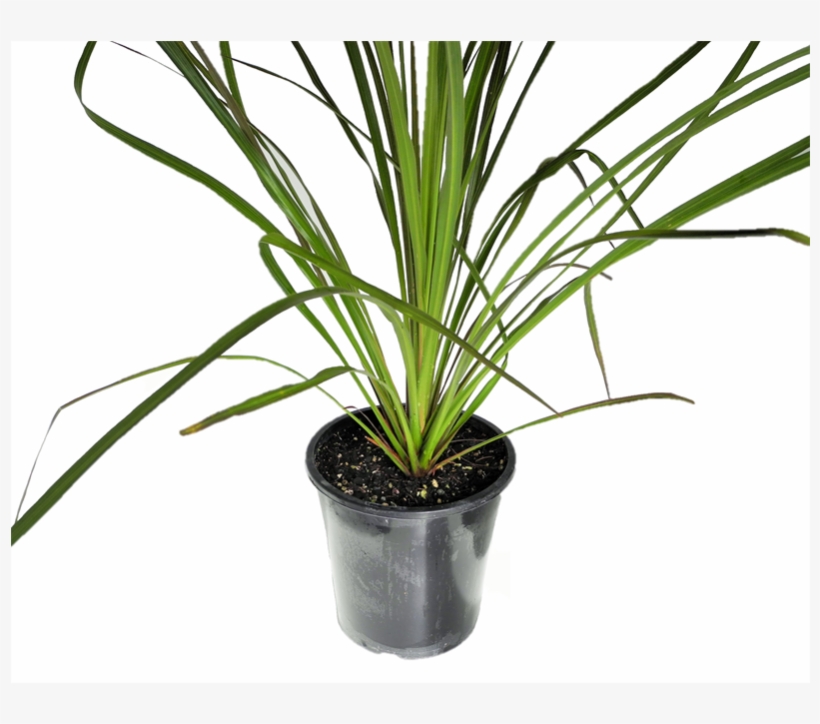 Cordyline Banksii, transparent png #1357279