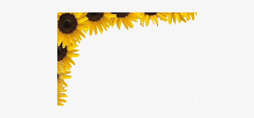 Sunflowerborder - Sunflower Border, transparent png #1358150