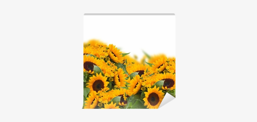 Sunflowers And Calendula Flowers Border Wall Mural - Common Sunflower, transparent png #1358153