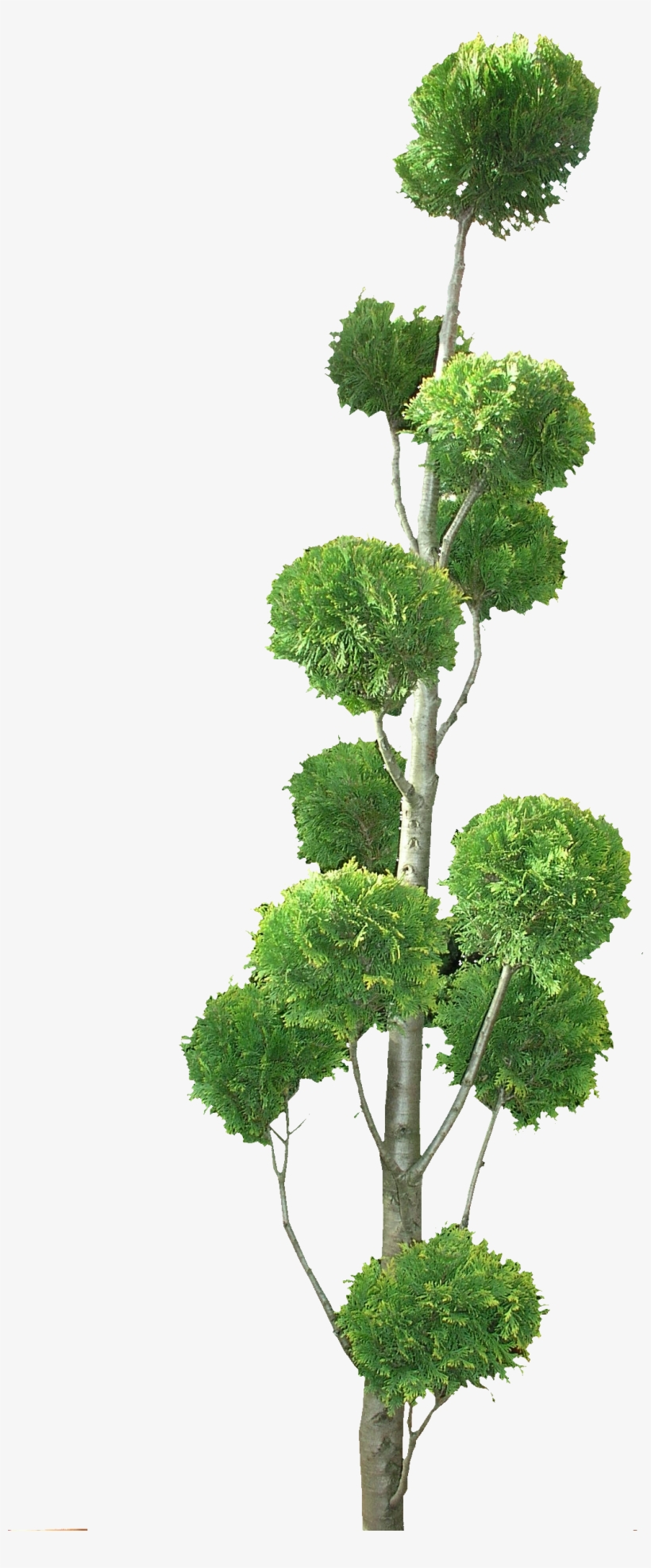 Topiary Tree Png - Ilex Crenata Kinme Bonsai Tree Png, transparent png #1358316