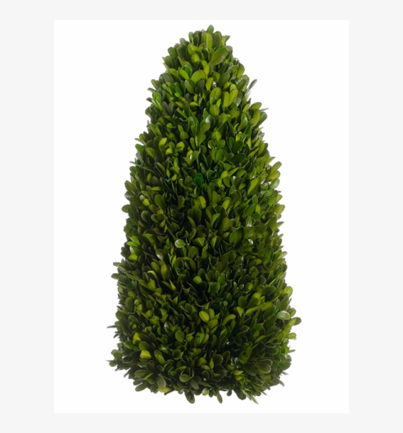 7" Preserved Boxwood Cone Topiary Green - Fraser Fir Christmas Tree, transparent png #1358347