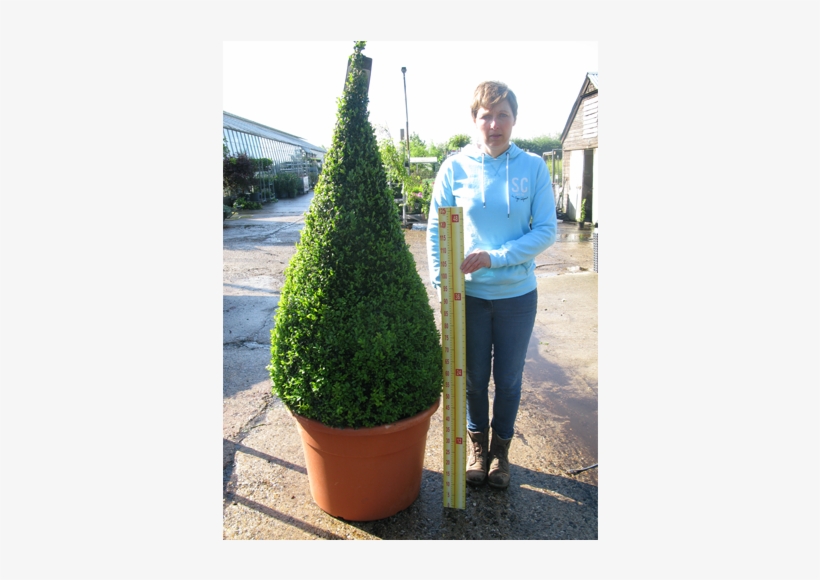 Buxus Sempervirens Pyramid/cone 190cm Set Of - Buxus Pyramid, transparent png #1358410