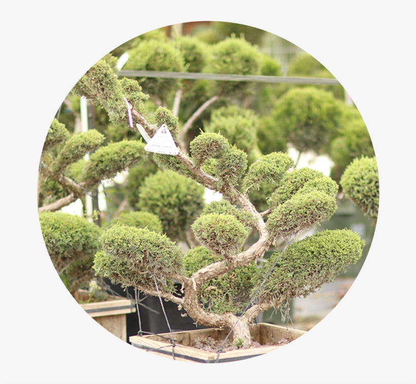 Southwest Nursery - Topiary, transparent png #1358651