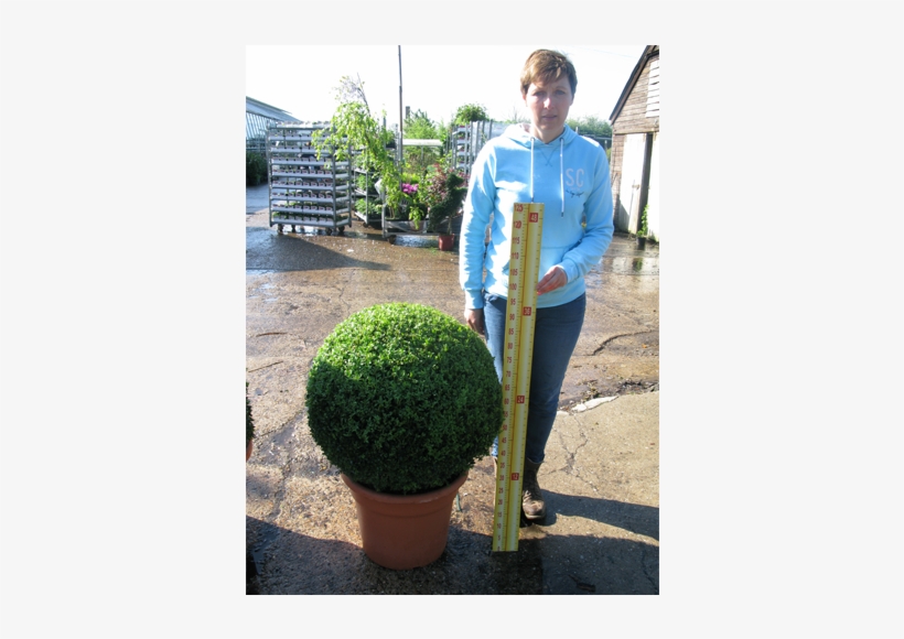 Buxus Sempervirens Ball 65cm Set Of - Buxus Sempervirens Ball 60cm, transparent png #1358800