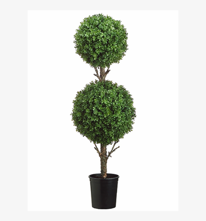 4' Double Ball Boxwood Topiary In Black Plastic Pot - Darby Home Co Dbl Ball Boxwood Topiary, transparent png #1358820