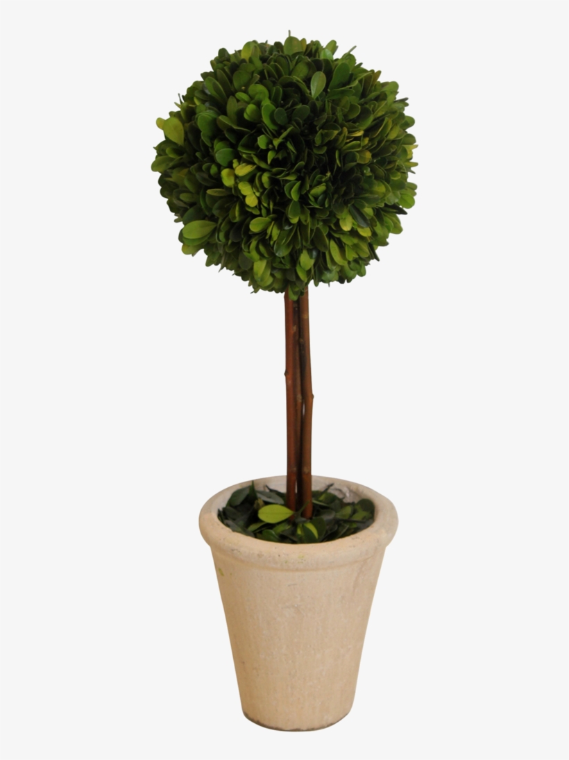 Topiary- Boxwood 16 In - Heart Topiary, transparent png #1359426