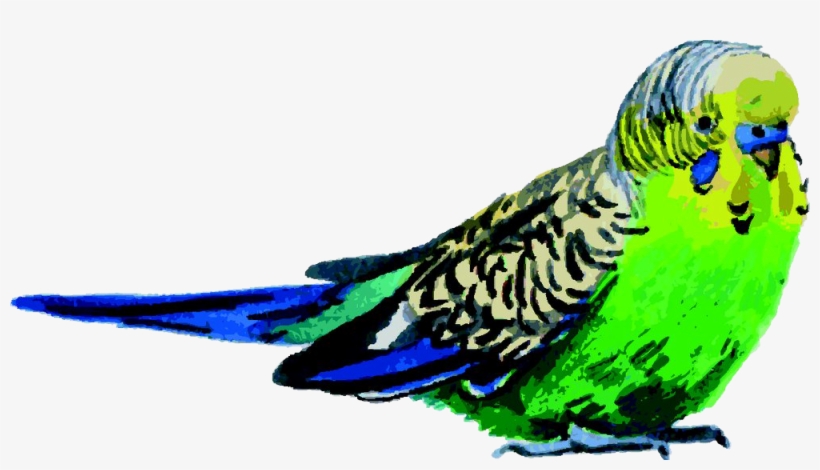 Budgerigar Bird Parrot Watercolor Painting - Watercolor Painting, transparent png #1360018