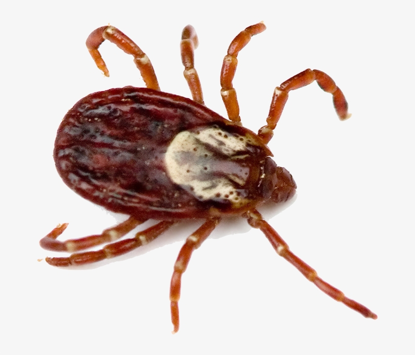 Tick Insect Png - Difference Between Wood Ticks And Deer Ticks, transparent png #1360051