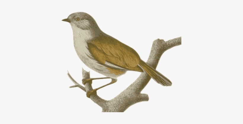 Sparrow Bird Feathers Animal Brown Sitting - Vector Con Chim Se, transparent png #1360120
