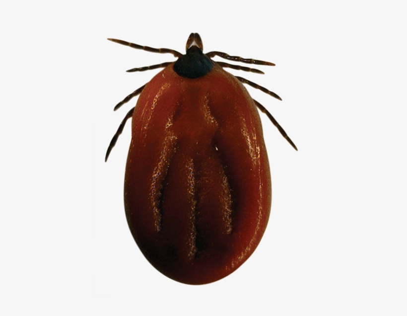 Blacklegged / Deer Tick - Lyme Disease Ticks Png, transparent png #1360389