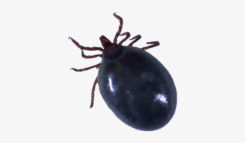 Tick Insect Png Image - Tick Bug No Background, transparent png #1360599