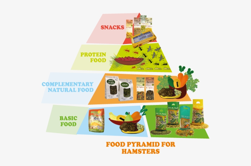 Food Pyramid For Hamsters1 - Food Pyramid For Hamsters, transparent png #1360701