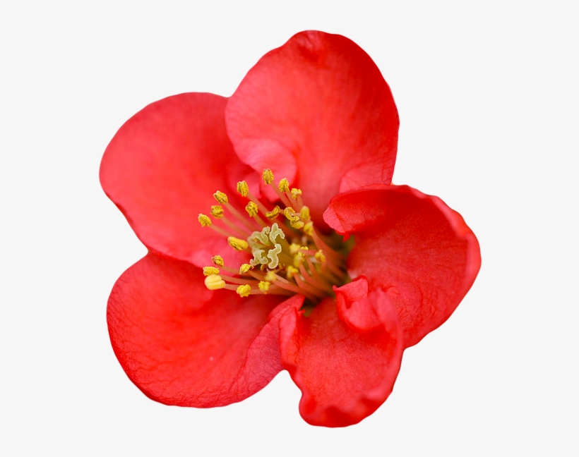 Chaenomeles Speciosa - Chaenomeles Red Kimono, transparent png #1360852