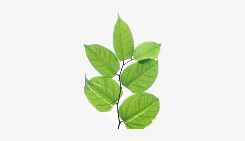 Japanese Knotweed Pictures - Japanese Knotweed Png, transparent png #1361122