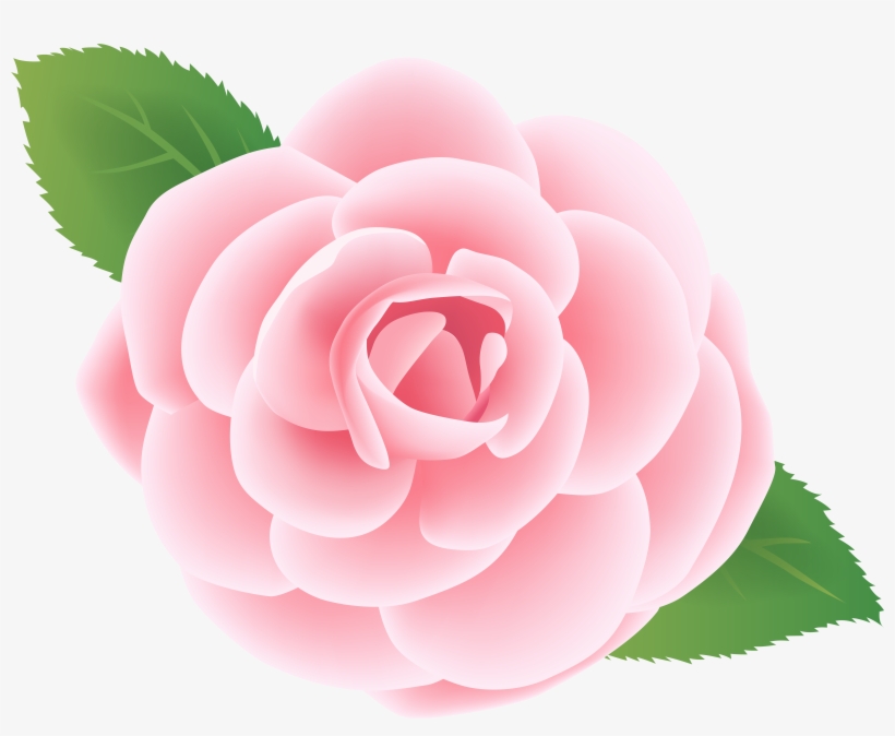 Pink Flower Deco Png Clip Art Image - Japanese Camellia, transparent png #1361442