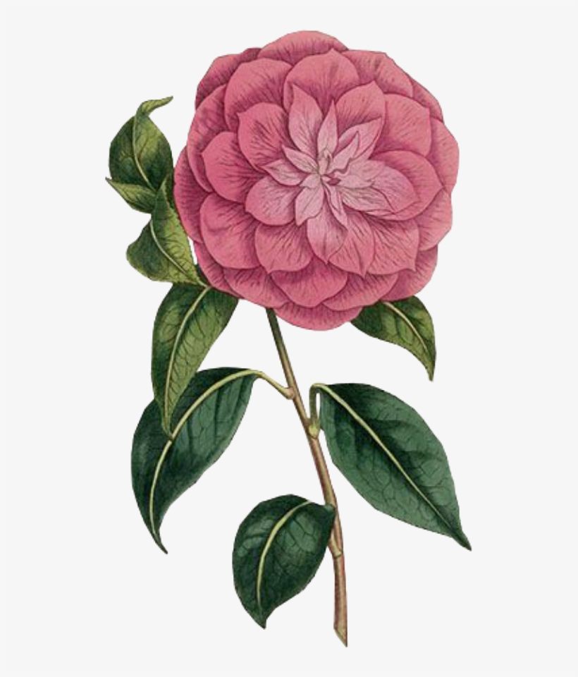 Flower Spring Pink Png Free Overlays Overlay Kpopedit - Botanica Art 2018 Easel Calendar, transparent png #1361502