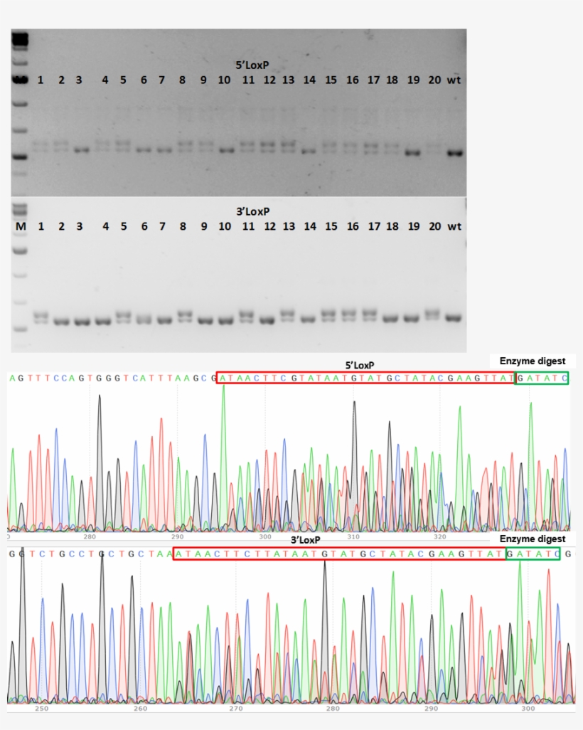 Crispr Cko Case Study 2b - Crispr Cas9 Knock Out Geneotyping, transparent png #1361680