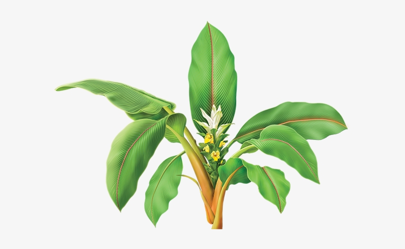 Turmeric Root Herbal Supplement - Alvita Turmeric Root Herbal Supplement And Alvita Rose, transparent png #1363309