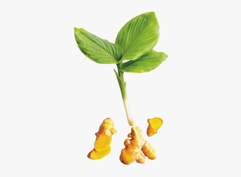 Turmeric Plant Png, transparent png #1363545