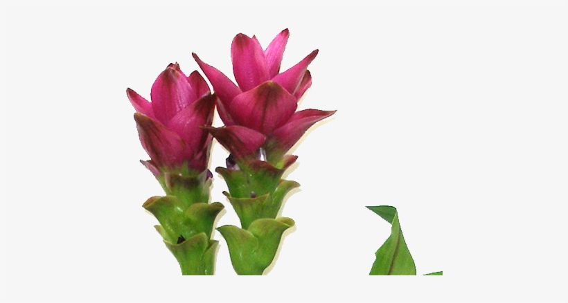 Ginger Flower Png Clip Transparent Library - Ginger Flower Png, transparent png #1363742