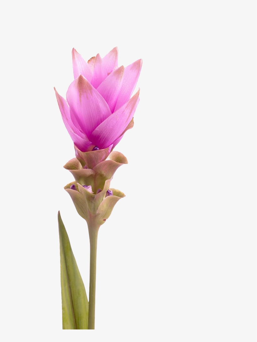 Drawing Tulips Tulip Petal - Turmeric Flower Png, transparent png #1364533