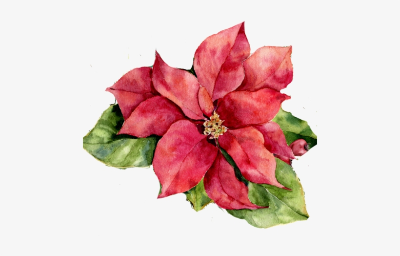 Poinsettia - Watercolour Poinsettia Flower, transparent png #1364663