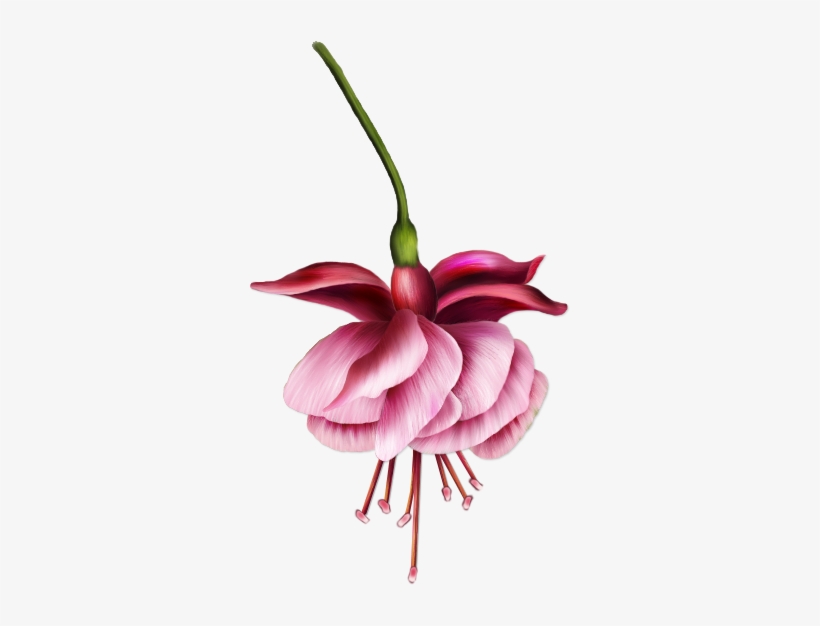 Image Du Blog Virtuellife - Botanical Illustration, transparent png #1364701