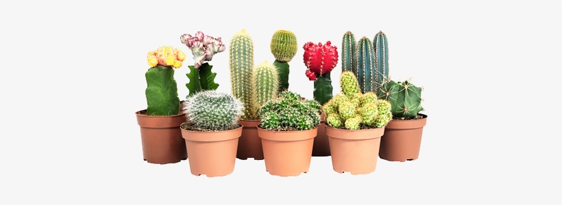 Yebbi Gongju Images Png Pinterest Cacti Yebbigongju - Cactus Con Flores Ikea, transparent png #1364785