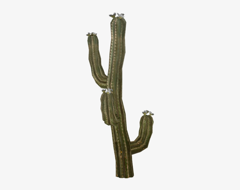 Cactus - Selenicereus Hamatus, transparent png #1364909