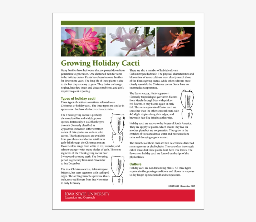 1 Alt - Lily, transparent png #1365123