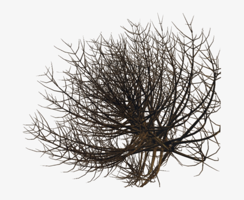 Desert Bush Png - Desert Plant Png, transparent png #1365236