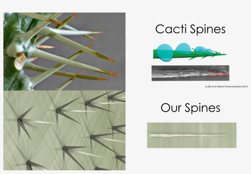 Cactivsdewpoint - Bio Design Challenge Dew Point, transparent png #1365264