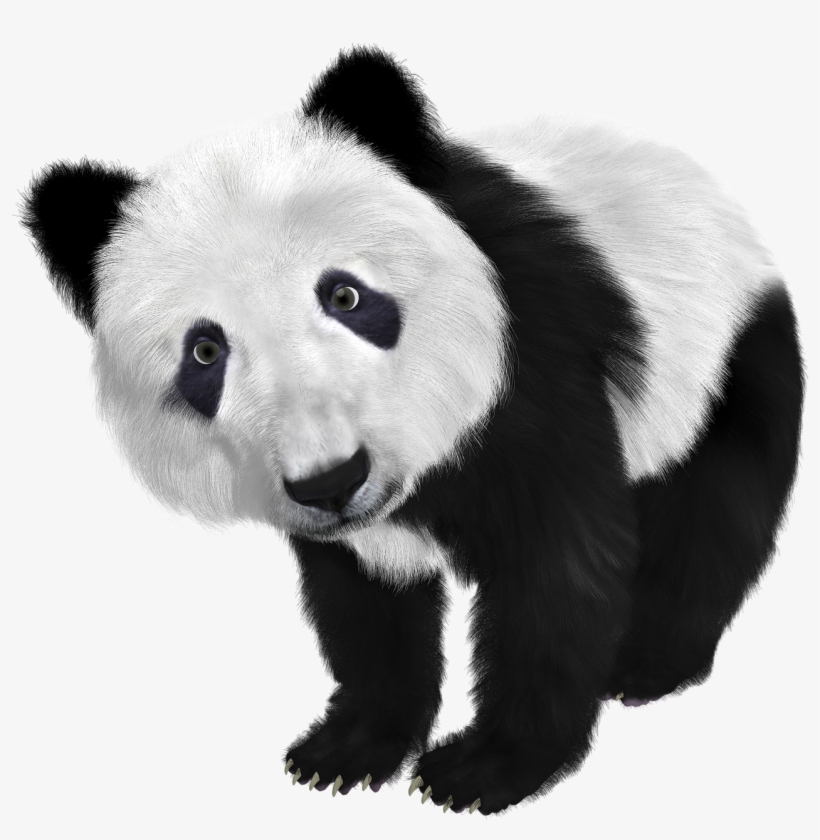 Panda Transparent Png, transparent png #1365363