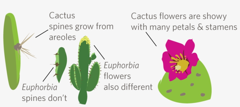 They Are Radial In Shape And Have Many Petals And Stamens - Cactus, transparent png #1365437