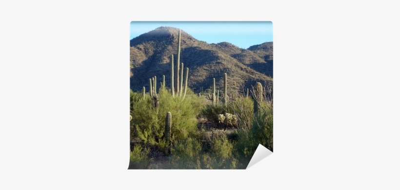 Hedgehog Cactus, transparent png #1365443