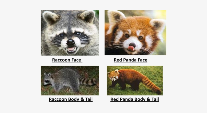 Picture2 - Raccoon And Red Panda Similarities, transparent png #1365696