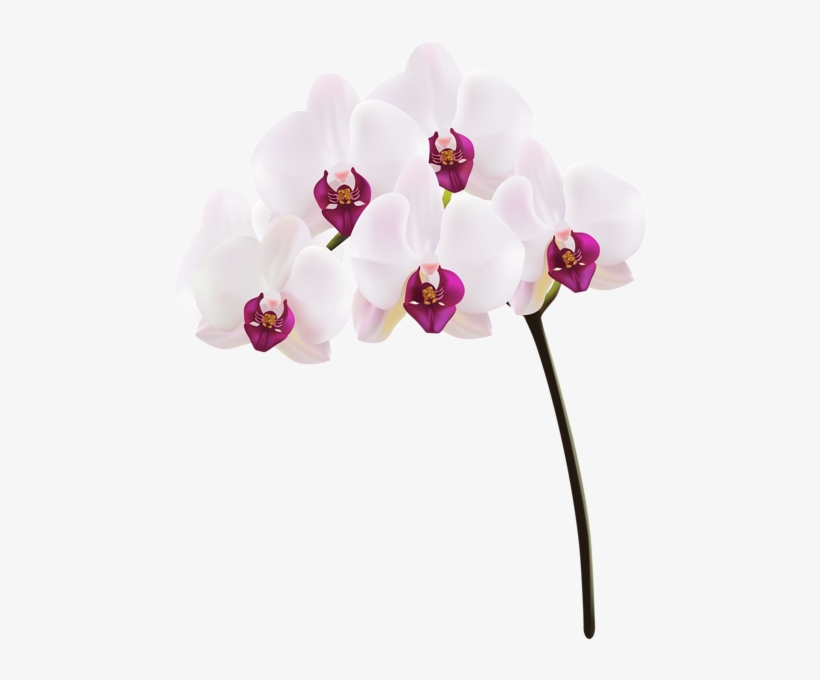 Orchid Png Clip Art Image - Orchid Png, transparent png #1366192