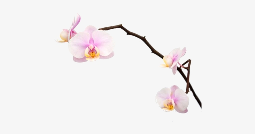 Pink-orch#vector - Pink Orchid Png Vector, transparent png #1366266