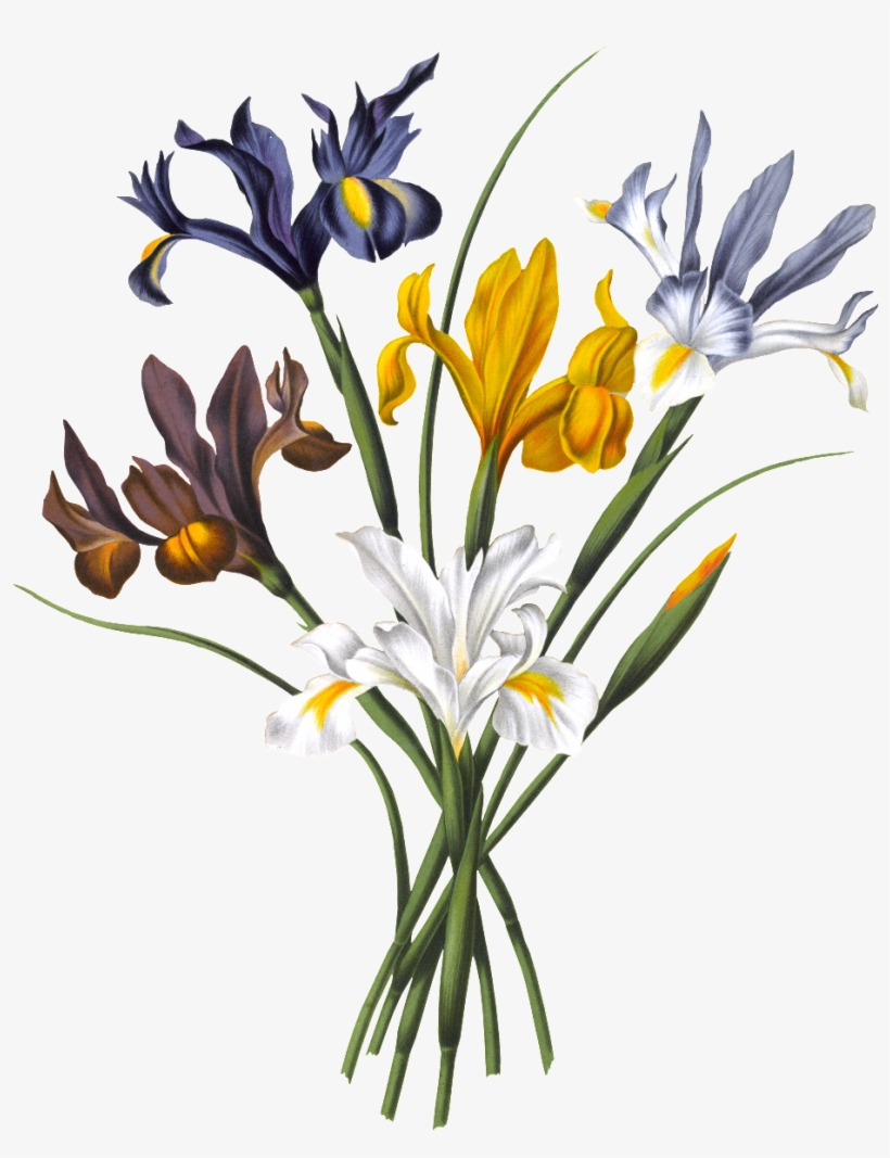 Hd Orchid Png Element - Illustration, transparent png #1366316