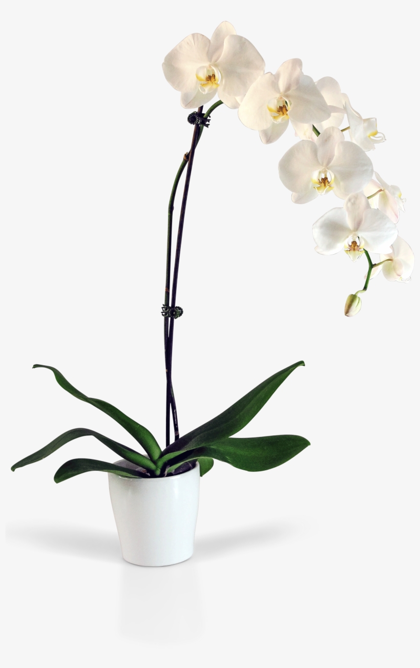 Optimized Orchid Hq Cliparts - Png Transparent Orchid, transparent png #1366338