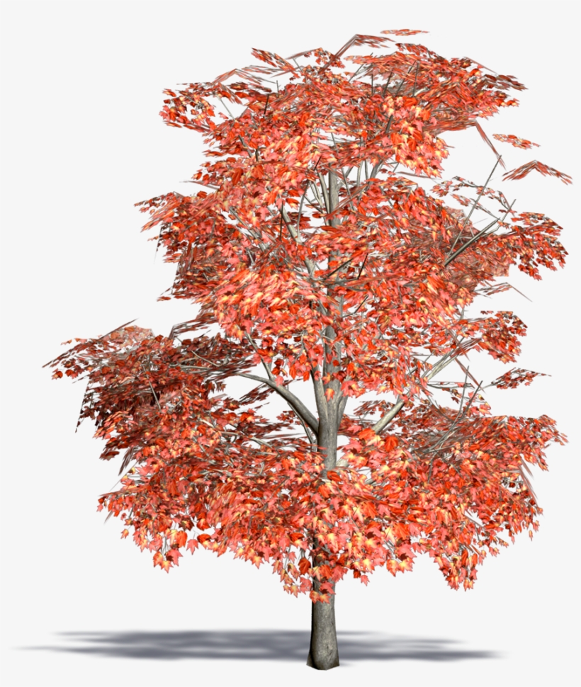 Red Maple, transparent png #1366373