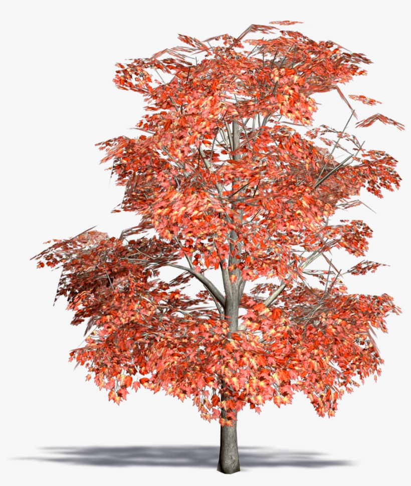 Red Maple - Free Transparent PNG Download - PNGkey