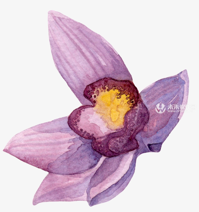 Creativemarket Watercolor Orchid Flowers Clip Art 效果图 - Bunch-flowered Daffodil, transparent png #1366427