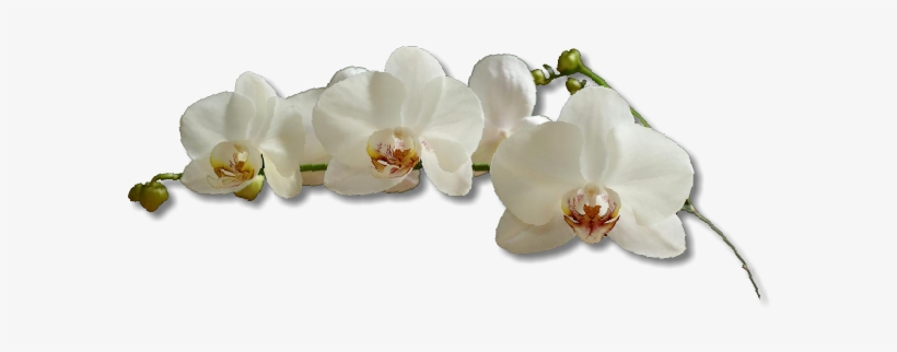 Experience - Breezy - Orchids, transparent png #1366446